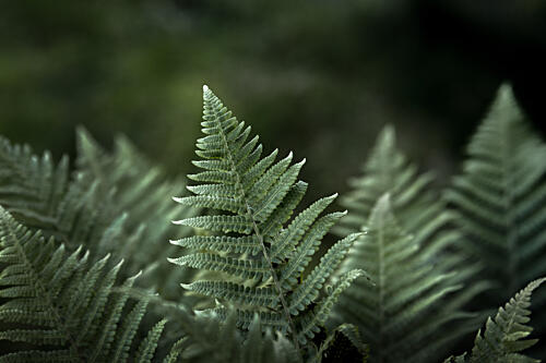 Forest Fern Glow Art Print