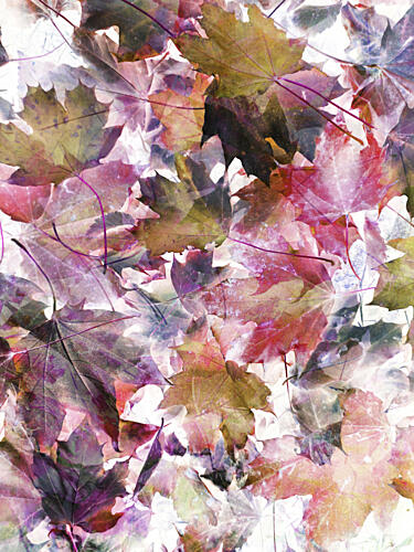 Vibrant Autumn Leaves Art Print