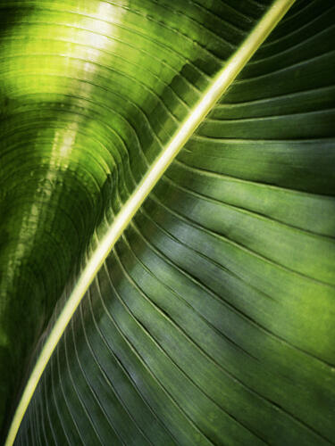 Vibrant Green Leaf Detail Art Print