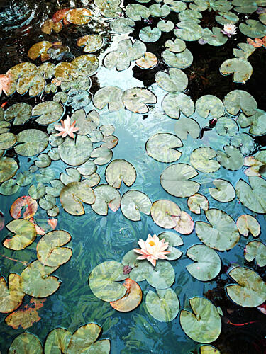 Water Lily Pond Art Print