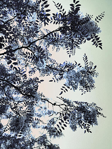 Blue Tree Blossoms Art Print