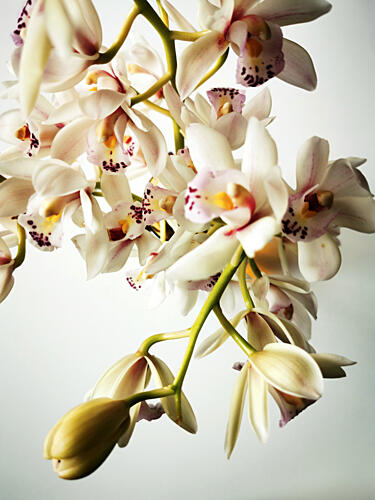 Elegant White Orchids Art Print