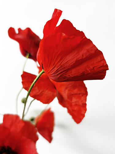 Vibrant Red Poppies Pop art reproduction