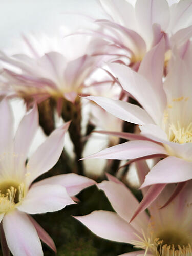 Soft Cactus Blooms Art Print