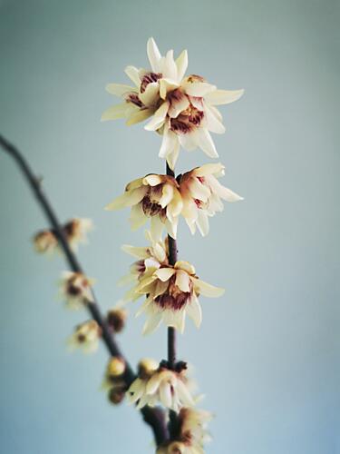 Delicate Winter Bloom Art Print