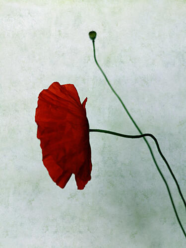 Red Poppy and Bud Pop art reproduction