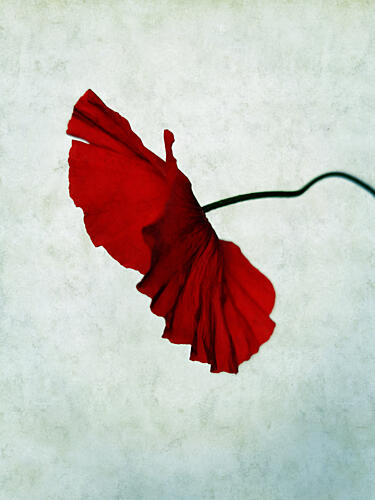Vibrant Red Poppy Pop art reproduction