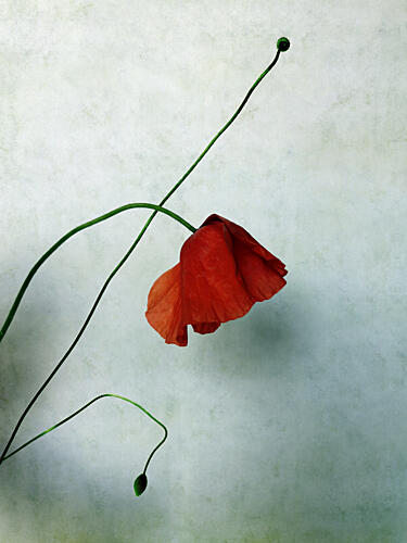 Delicate Red Poppy Pop art reproduction