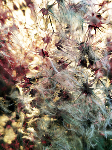 Fluffy Botanical Glow Art Print