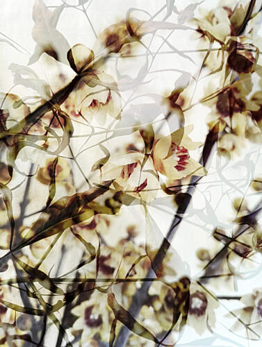 Dreamy Orchid Blooms Art Print
