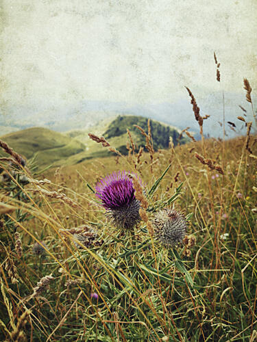 Purple Thistle Mountain View Art Print