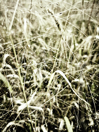 In the Grass 3 Art Print