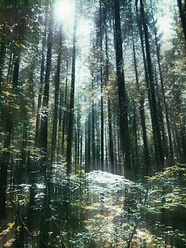 Sunlight Through Trees Art Print