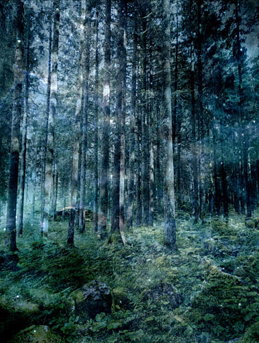 Enchanted Dark Forest Art Print
