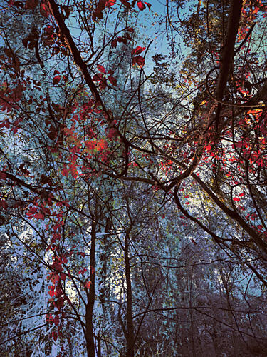 Vibrant Autumn Canopy Art Print