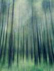 Green Woods Ascent Art Print