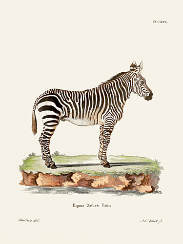 Zebra from Die Saugthiere 1778 1855 by Johann Christian Daniel von Schreber. Art Print by Johann Christian Daniel von Schreber