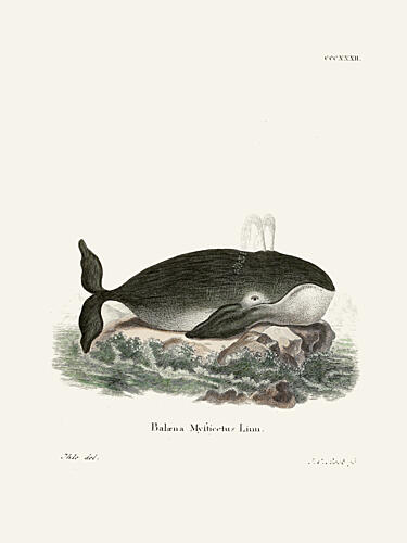 Bowhead Whale by Johann Christian Daniel von Schreber. Art Print by Johann Christian Daniel von Schreber