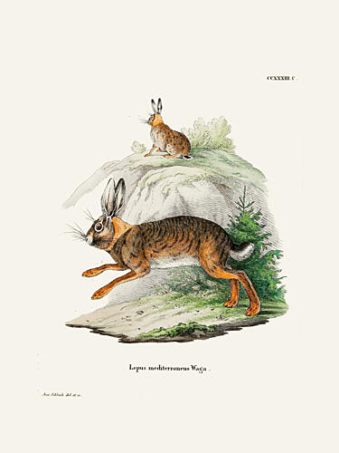 Cape Hare by Johann Christian Daniel von Schreber. Art Print by Johann Christian Daniel von Schreber