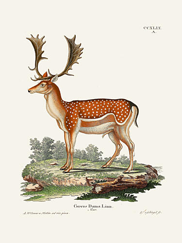 European Fallow Deer by Johann Christian Daniel von Schreber. Art Print by Johann Christian Daniel von Schreber