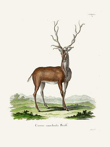Elk by Johann Christian Daniel von Schreber. Art Print by Johann Christian Daniel von Schreber
