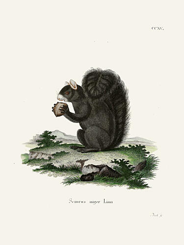 Fox Squirrel by Johann Christian Daniel von Schreber. Art Print by Johann Christian Daniel von Schreber