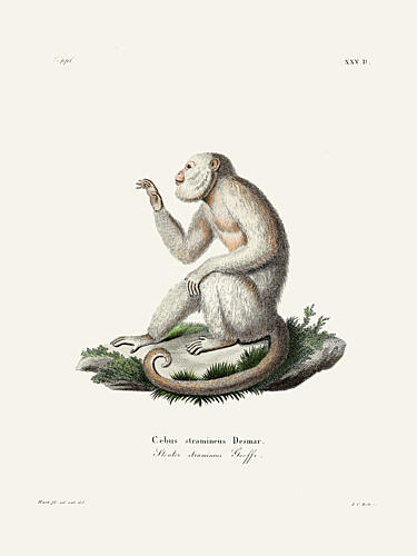 Gracile Capuchin Monkey by Johann Christian Daniel von Schreber. Art Print by Johann Christian Daniel von Schreber