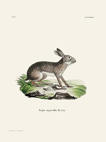 Indian Hare by Johann Christian Daniel von Schreber. Art Print by Johann Christian Daniel von Schreber