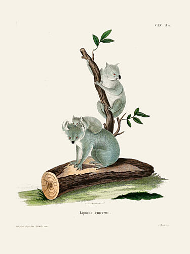 Koala by Johann Andreas Wagener Art Print by Johann Christian Daniel von Schreber