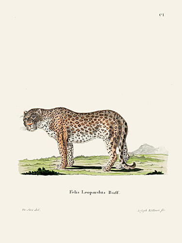 Leopard by Johann Andreas Wagener Art Print by Johann Christian Daniel von Schreber