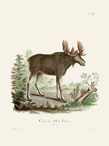Moose by Johann Christian Daniel von Schreber. Art Print by Johann Christian Daniel von Schreber