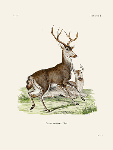 Mule Deer by Johann Christian Daniel von Schreber. Art Print by Johann Christian Daniel von Schreber