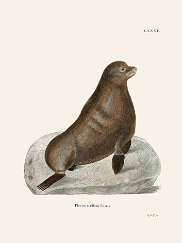 Northern Fur Seal by Johann Christian Daniel von Schreber. Art Print by Johann Christian Daniel von Schreber