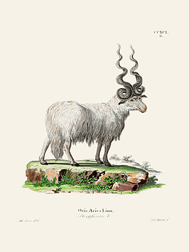 Ovis Aries by Johann Andreas Wagener and Johann Christian Daniel von Schreber. Art Print by Johann Christian Daniel von Schreber