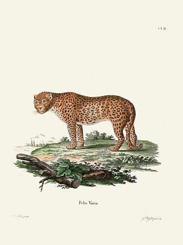 Panther by Johann Christian Daniel von Schreber. Art Print by Johann Christian Daniel von Schreber