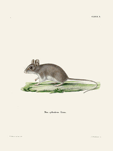 Rat by Johann Christian Daniel von Schreber Art Print by Johann Christian Daniel von Schreber
