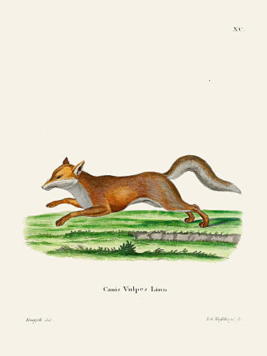 Red Fox by Johann Christian Daniel von Schreber. Art Print by Johann Christian Daniel von Schreber