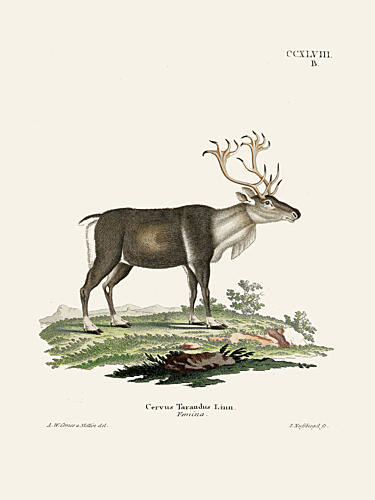 Reindeer by Johann Andreas Wagener and Johann Christian Daniel von Schreber. Art Print by Johann Christian Daniel von Schreber