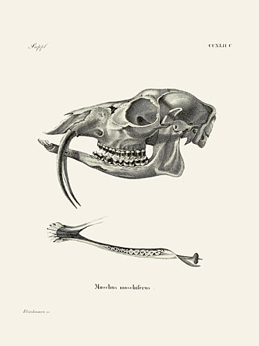 Siberian Musk Deer by Johann Andreas Wagener and Johann Christian Daniel von Schreber. Art Print by Johann Christian Daniel von Schreber