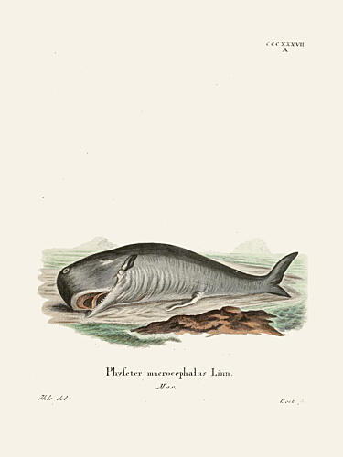 Sperm Whalejohann Andreas Wagener and Johann Christian Daniel von Schreber. Art Print by Johann Christian Daniel von Schreber