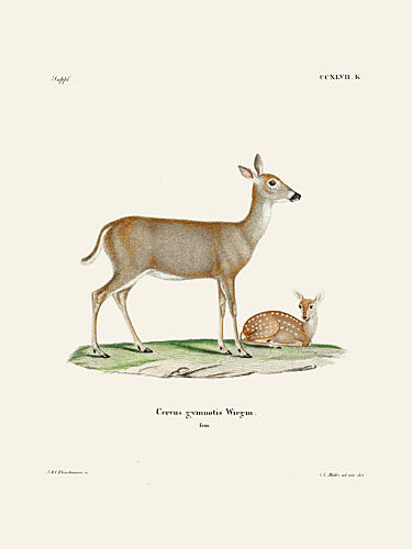 Virginian Deer 1778 1855 by Johann Andreas Wagener and Johann Christian Daniel von Schreber. Art Print by Johann Christian Daniel von Schreber