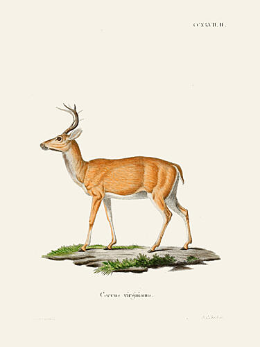 Virginian Deer by Johann Christian Daniel von Schreber. Copy Art Print by Johann Christian Daniel von Schreber