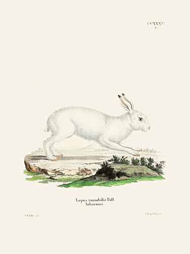 White Hare by Johann Christian Daniel von Schreber Art Print by Johann Christian Daniel von Schreber
