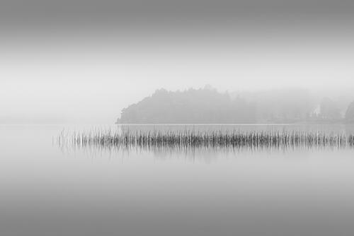 Misty Lake Reeds Art Print