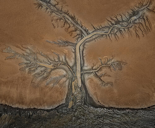 Dry River Delta Tree Art Print