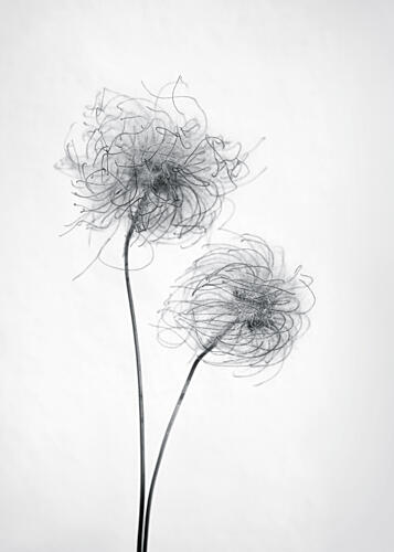 Wispy Seed Heads Art Print