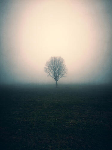 Lone Tree in Fog Art Print