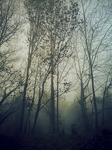 Atmospheric Forest Mist Art Print