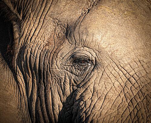 Wise Elephant Eye Art Print by Sophie B