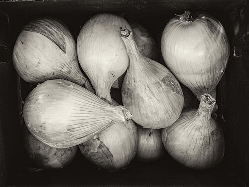 Rustic Onions Still Life Art Print by Stan A. Malek